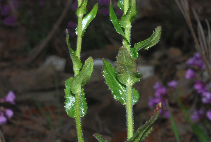 Arabis collina subsp. rosea / Arabetta rosea